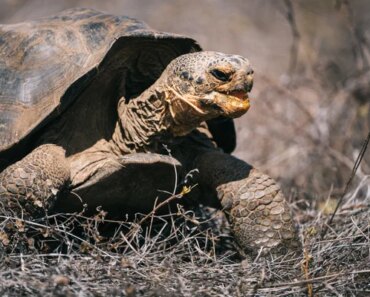 The Galápagos tortoise once thought extinct now roams free The Galápagos tortoise once thought extinct now roams free