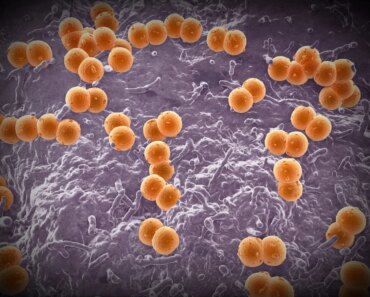 The UK’s fatal meningitis outbreak shows the importance of vaccination