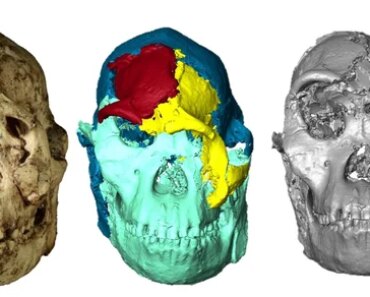 The face of the ancient human ancestor ‘Little Foot’ reconstructed for the first time