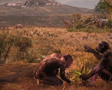 The first apes that walked upright may have evolved in Europe