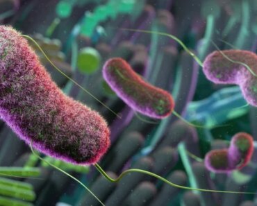 The gut microbiome may affect brain aging, mouse studies suggest