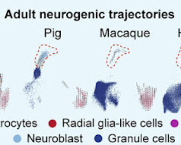 The ongoing debate about hippocampal neurogenesis in adult humans is over. The ongoing debate about hippocampal neurogenesis in adult humans is over.