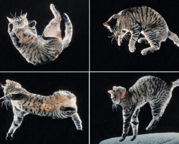 The secret behind how cats twist in the air to land on their feet