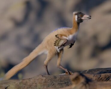 The small predatory dinosaur weighed less than a chicken