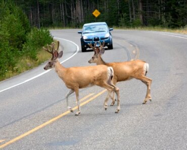 The surprising scientific value of roadkill The surprising scientific value of roadkill