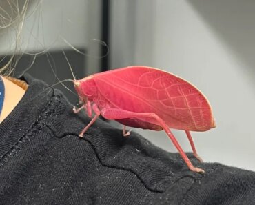 These pink bugs aren’t “rare monster mutants” after all