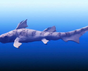 Top predators still roamed the oceans after the greatest mass extinction Top predators still roamed the oceans after the greatest mass extinction