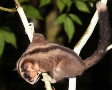 Two marsupials thought to have been extinct for 6,000 years found alive