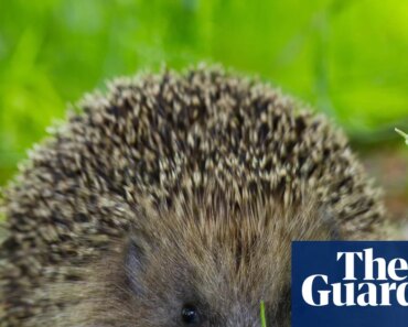 Ultrasonic repellents could keep hedgehogs off roads, scientists hope | Fauna