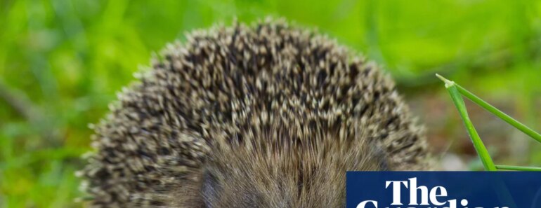 Ultrasonic repellents could keep hedgehogs off roads, scientists hope | Fauna