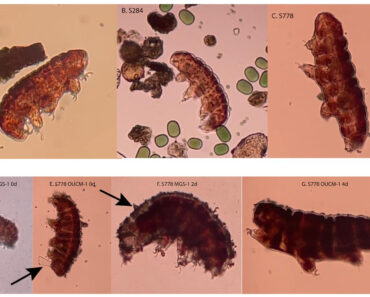 ‘War of the Worlds’ in reverse? Martian dirt could help fight a microbial invasion from Earth