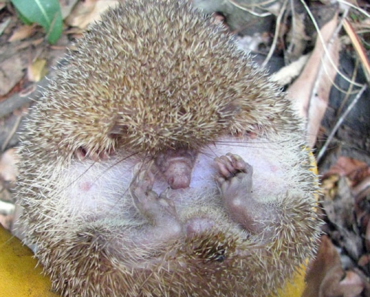 ‘We’re starting to find a lot more weird’: These weird animals can control their body heat