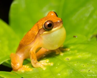 What animal are you? Humans and animals tend to like the same mating calls