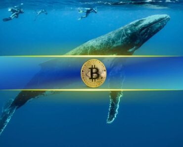 What the whale situation could mean for the market