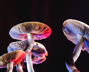 Where did magic mushrooms come from? Scientists have just come closer to an answer
