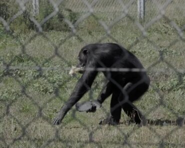 Which chimpanzee will wield the crystal?