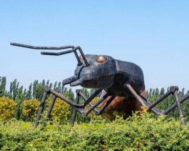 Why it’s high time we stop anthropogenic ants