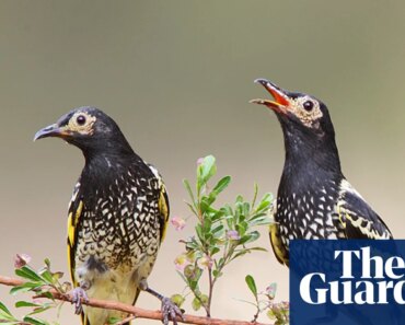Wild birds recruited to teach critically endangered regent honeyeaters their lost songs | Atmosphere Wild birds recruited to teach critically endangered regent honeyeaters their lost songs | Atmosphere