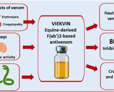 evaluation of neutralization efficiency and cross-reactivity against European snake venoms evaluation of neutralization efficiency and cross-reactivity against European snake venoms